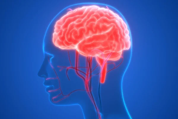 5 Cara Meningkatkan Aliran Darah ke Otak
