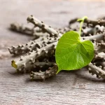 10 Tumbuhan Obat Tradisional untuk Gangguan Pankreas
