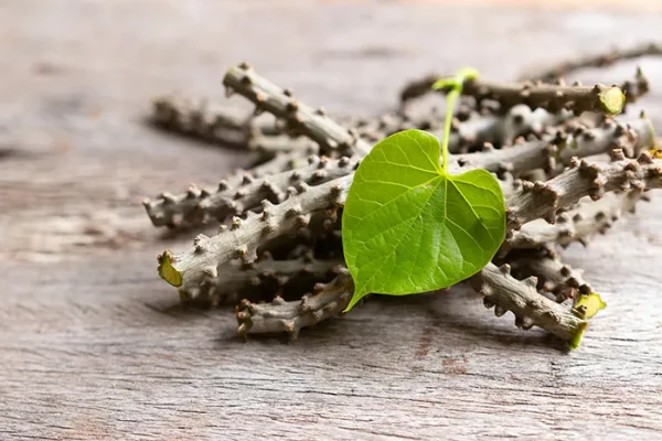 10 Tumbuhan Obat Tradisional untuk Gangguan Pankreas